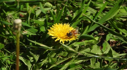 Bee pollinating yellow flower on the grass