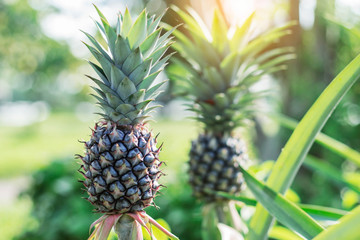 Fototapeta premium Pineapple in the garden.