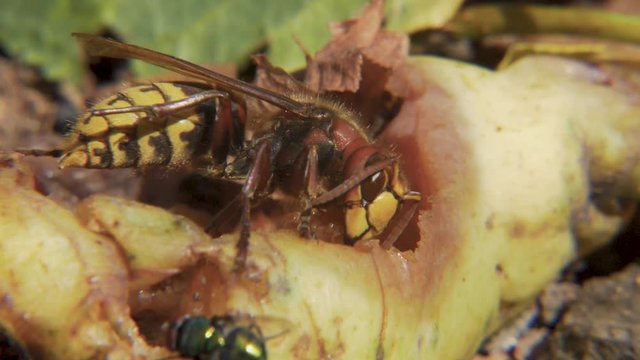 hornet eating neglected pear CLOSE UP