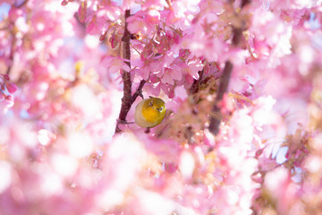 桜と鳥
