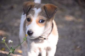 A cute puppy looking at the camera, white Jack Russell Terrier puppy Having fun in summer