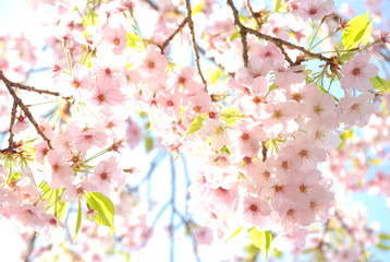 桜　満開　見上げて輝く花　