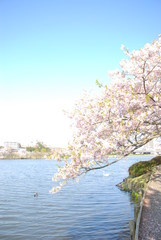 満開の桜と湖