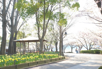 春のお散歩　桜のある公園