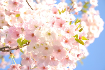 桜　満開　青空バックの花盛　アップ　壁紙に