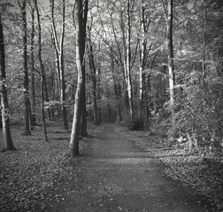 Path into the woods, Hague Forest (Black and White)