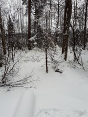 forest in winter - Oslo, lake Sognsvann 