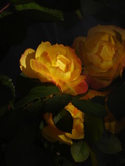 Yellow miniature rose reflection