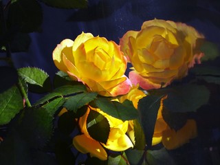 Sunlight falls on yellow peace rosa flower