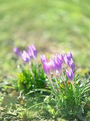 Spring purple flowers in garden, nature background. spring blossom season. copy space
