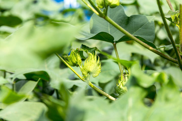 Fototapeta na wymiar germinating cotton bud and cotton flower