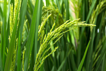 Green ears of rice growing in the crop