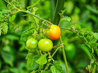 菜園のミニトマト