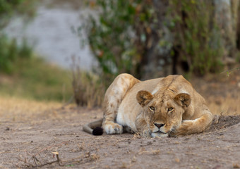 Fototapeta na wymiar Lioness resting on a dusty road seen at Masai Mara, Kenya, Africa