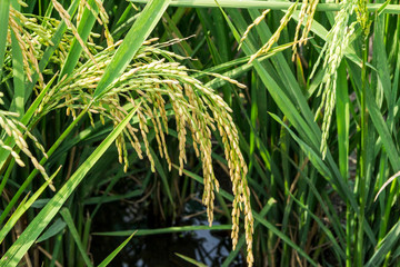 heavy rope ears of rice