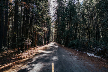 Narrow Road in the Forest