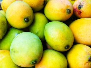 Close-up ripe Mango tree (Mangifera caloneura Kurz) fruits 