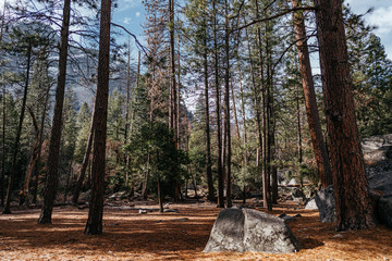 Inside a Mountain Forest