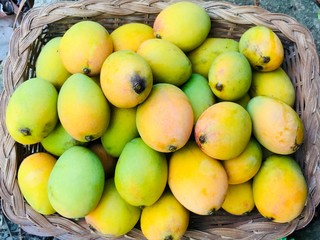 Ripe Mango tree (Mangifera caloneura Kurz) fruits in wicker basket