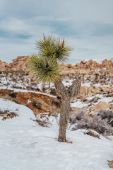 Joshua Tree in Snow