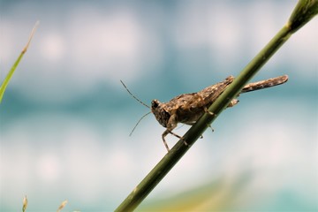 Grasshoppers are a group of insects belonging to the suborder Caelifera. They are among what is probably the most ancient living group of chewing herbivorous insects.