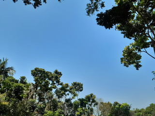 Clear blue sky and green tree in the village of West Bengal state of India.