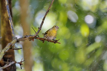 Yellow bird ( Spinus spinus),in the Taiwan.