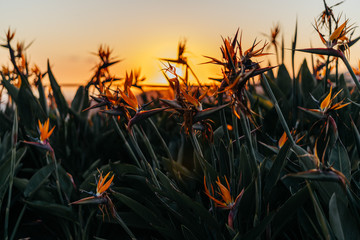 Flowers Backlit by Sunset