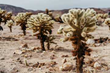 Cholla Cactus Forest
