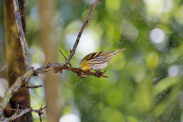 Yellow bird ( Spinus spinus),in the Taiwan.