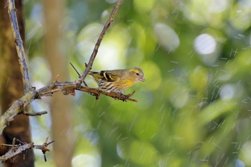 Yellow bird ( Spinus spinus),in the Taiwan.