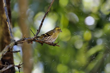 Yellow bird ( Spinus spinus),in the Taiwan.