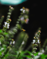 flowers in the garden