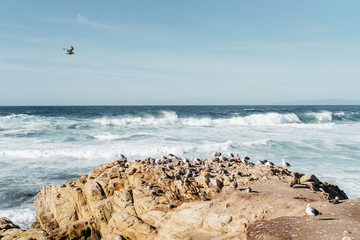 Birds on large Rock by Ocean