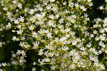  Saxifraga rotundifolia or round-leaved saxifrage plant many small white flowers