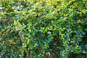 Carmona retusa or philippine tea tree green shrub background