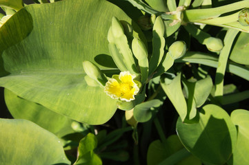 Obraz na płótnie Canvas Limnocharis flava or yellow velvetleaf green plant 