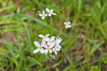 Cardamine pratensis  or cuckooflower pink plant