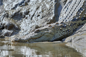 Nile crocodile (Crocodylus niloticus)