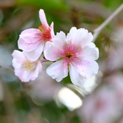 Naklejka na ściany i meble Beautiful cherry blossoms blooming in the garden