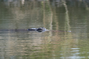 Nile crocodile (Crocodylus niloticus)