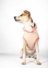 Mongrel dog sitting on white background looking aside waiting to be adopted. Adoption concept. Vertical image