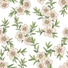 Manuka flower graphic color seamless pattern background sketch illustration vector