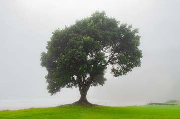 Fototapeta na wymiar A tree in a fog with a cloudy background 