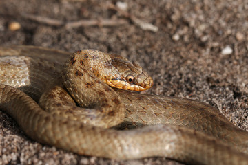 A magnificent rare Smooth Snake, Coronella austriaca, coiled up in heathland in the UK.