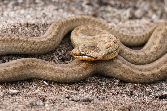 A magnificent rare Smooth Snake, Coronella austriaca, coiled up in heathland in the UK.
