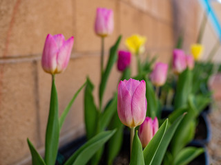 Close up shot of many tulips blossom