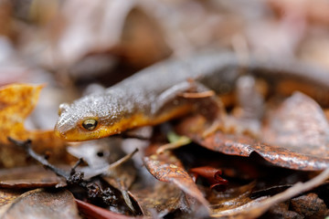 Rough-skinned Newt (Taricha granulosa) camouflaged on leaves. Long Ridge Open Space Preserve, San Mateo County, California, USA.