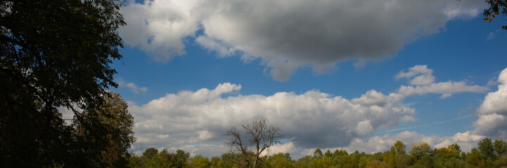 treetops and white clouds against a blue sky.