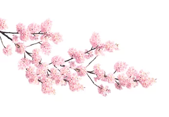 Fotobehang Branch of the blossoming sakura with pink flowers © frenta
